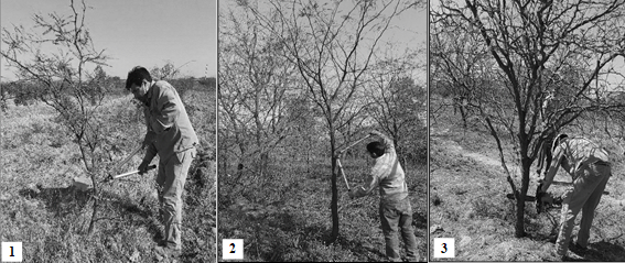 Primera poda de formaci�n (1); segunda y tercera poda de conducci�n (2-3).
