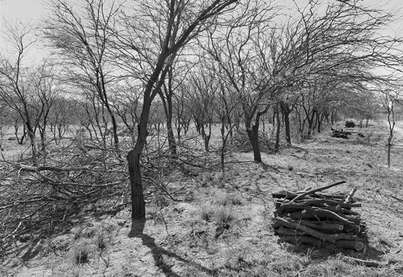 Apilado de le�a y acordonado de residuos de 3a poda de conducci�n.