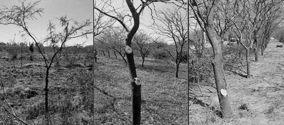 Actividades de poda en plantaciones de diferentes edades biol�gicas. De izquierda a derecha 1a, 2a y 3a poda.