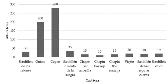 Alturas de las cactceas en la quebrada El Coipo.