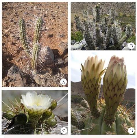 Cactceas en la quebrada El Coipo y sus alrededores.