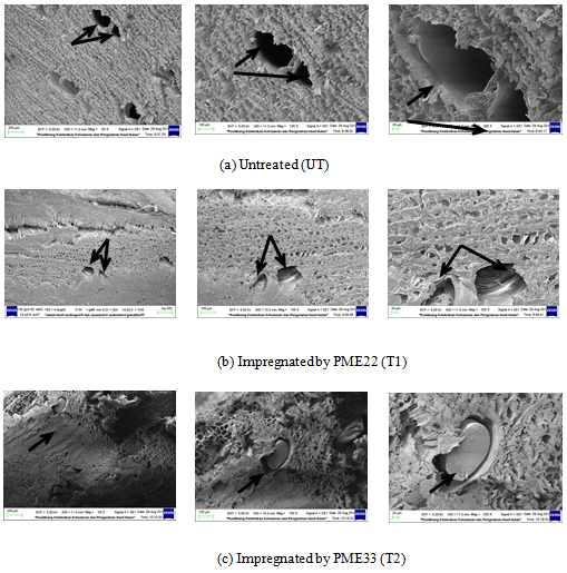 Morphology of the untreated and treated Jabon wood by impregnation using polymerised Merbau extractives.