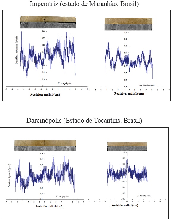 Perfil radial de la densidad aparente de la madera de clones de eucalipto a los tres años de edad atacados por Leptocybe invasa en dos localidades.