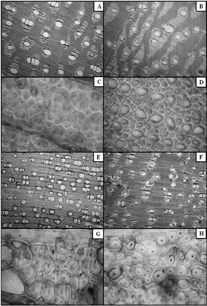 Transversal sections of B. spiciformis sapwood at 4X (A), heartwood at 4X (B), sapwood at 100X (C), heartwood at 100X (D) and P.angolensis sapwood at 4X (E), heartwood at 4X (F), sapwood at 100X (G), heartwood at 100X (H).