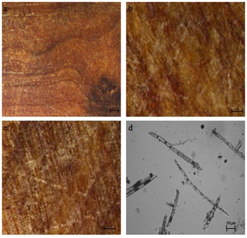 (a-c) Anatomical microstructure and (d) tracheids in macerated Thuja burl wood.