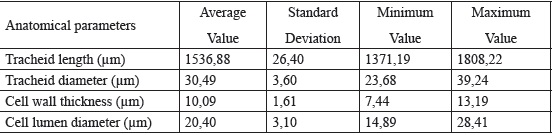 Average, minimum and maximum values of certain anatomical parameters of Thuja burl wood.