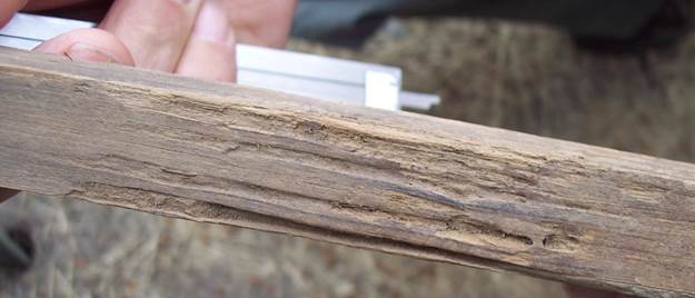 Termite attack on untreated radiata pine wood control stake detected during year-3 inspection trip.