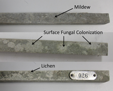 Examples of WPC stake surface biological colonization after 10-year field exposure in Santiago, Chile.
