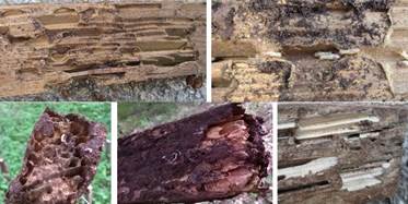 E. globulus wood: images of the samples after ground contact.