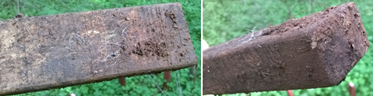 E.botryoides wood: images of the samples after ground contact.