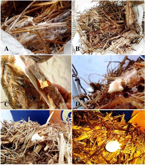 Fungal growing and production of fruit body on the rice straw after 90 days incubation in (A and B) P. pulmonarius, (C and D) P. oatreatus, and (E and F) L. sajur-cajo in air incubation.