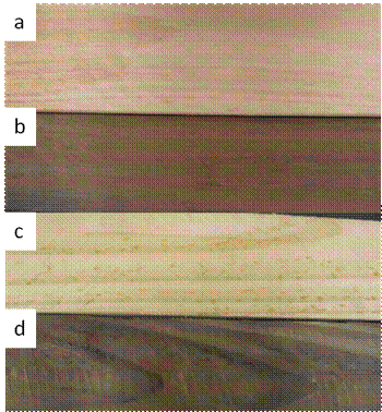 Boards of Eucalyptus grandis: (a) natural and (b) thermally modified; and Pinus taeda: (c) natural and (d) thermally modified.
