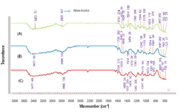 FTIR spectra of teak heartwood. A: unmodified wood. B and C: thermally-modified woods at 180 and 200&ordm;C, respectively.