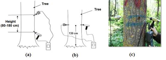 Schematic of tree measurement using stress wave NDT (a) longitudinal direction, (b) transverse direction and (c) real photo.