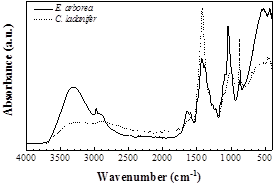 ATR-FTIR spectra of the cellulose fibers from E. arborea (solid line) and C. ladanifer (dashed line) after microwave-assisted DES treatment of the inner stem.