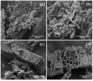 SEM micrographs of the fibers after microwave-assisted DES-based treatment: inner stem of C. ladanifer at 400× (a) and 1000× (b) magnification, and inner stem of E. arborea at 500× (c) and 1400× (d) magnification).