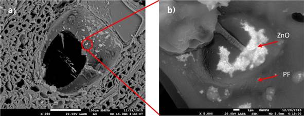 SEM images of LMwPF/ZnO-treated rubberwood: a) magnificent 250× and b) magnificent 5000×.