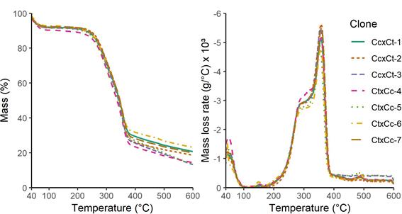 Thermogravimetry/derivative thermogravimetry (TG/DTG) curves from Corymbia hybrid clones wood samples under an inert atmosphere (pyrolysis conditions).