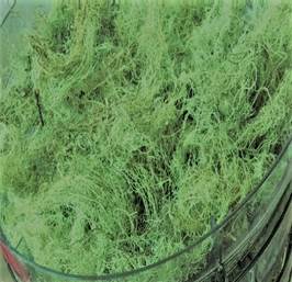 Lichen (Usnea filipendula).