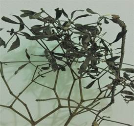 Mistletoe (Viscum album).
