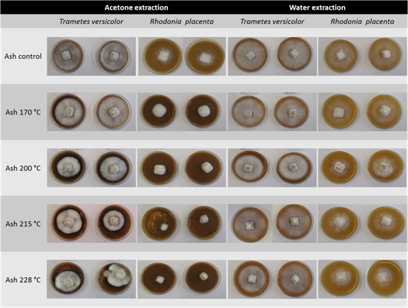 Trametes versicolor and Rhodonia placenta growth depending on the inhibition of untreated and heat-treated ash wood extracts (1200 μL), after seven days.