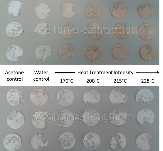 Effectiveness of untreated and heat-treated ash wood extracts (1200 μL) against Reticulitermes flavipes.