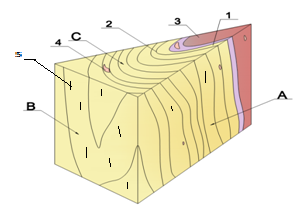 Macroscopic structure of tropical wood species: A-radial section; B-tangential section; C-cross section; 1-sapwood; 2-growth ring; 3-heartwood; 4-medullary stain; 5-pores.