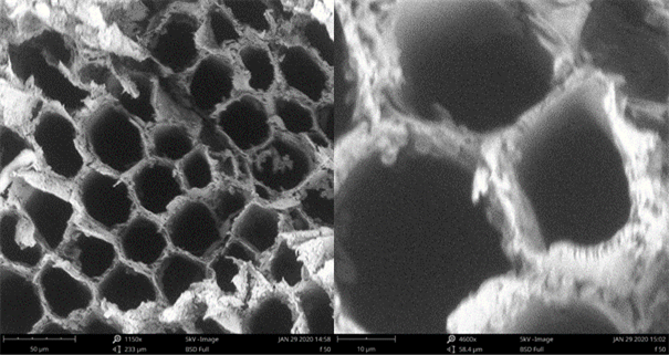 SEM micrographs of the transverse plane for a pine wood treated with 50% of furfuryl alcohol.