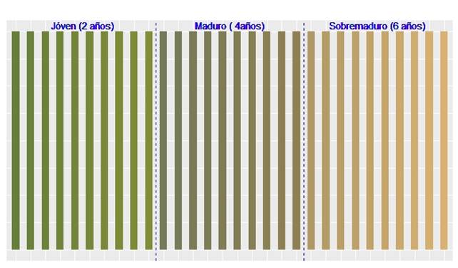 Paleta de colores asociada al intervalo de confianza de la colorimetría del bambú. Para cada edad se presentan diez posibles tonalidades para cada estado de madurez