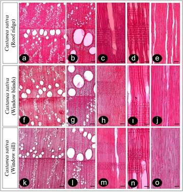 Microscopic photographs of the wood anatomy of Castanea sativa Mill. used as the roof ridge, window blinds and window sills in traditional Zeytinlik houses. (a-b, f-g, k-l: transverse section, c-d, h-ı, m-n: radial section, e, j, o: tangential section. - Scale bar for a, f, k = 250 µm, for b, c, e, g, h, j, l, n, o = 100 µm, for d, ı, n = 50 µm)