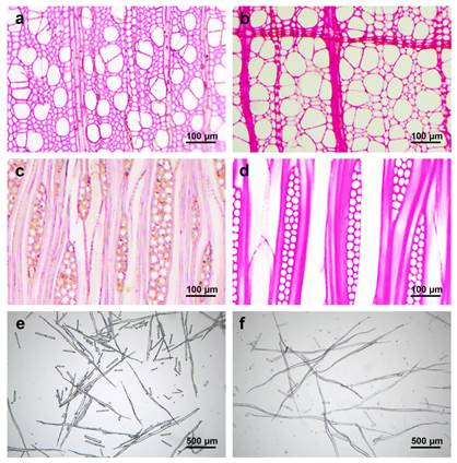 Anatomical structure cross section, (a) and (b); tangential section, (c) and (d) and fiber morphology (e) and f) of YP-h (a), (c), and (e) and YP (b), (d), and (f)