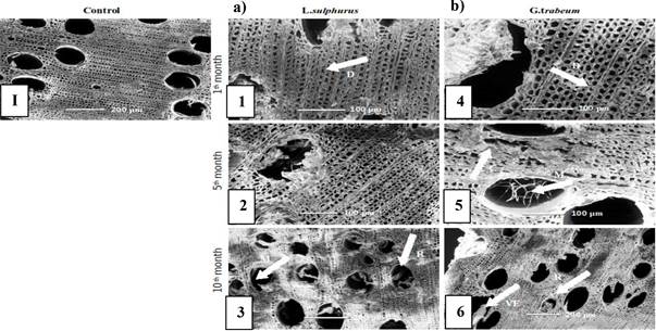 Evolution of E. grandis sapwood degradation by a) L. sulphureus; b) G. trabeum as observed by a scanning electronic microscope (SEM). I) Wood cross section of Eucalyptus grandis 1) and 4) initially the cellular lumina and the S2 layer were deformed (D)(arrow); 2) 3) and 5) abundant presence of mycelium in cellular lumina as the degradation progresses (M) (arrow), presence the residues resulted from the decomposition of the cell wall (R) and collapsed and ruptured the S3 layer (C) (arrow); 6) the cell wall is severely affected, which could be clearly seen through the deformation of the vessels and vessel eroded (VE) (arrow)