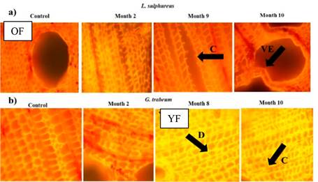 Fluorescence microscope images of wood attacked by L. sulphureus and G. trabeum. Safranine dye fluorescently labeled the wood cell wall producing orange/yellow fluorescence in the secondary cell wall (OC - YC). The secondary wall appears yellow in colour due to degradation of hemicellulose and cellulose and staining of modified lignin with safranine (YF). Changes in the parenchymatic cells: collapse or rupture of the cell wall (C), deformation (D) and of the vessels and lumens (VE)