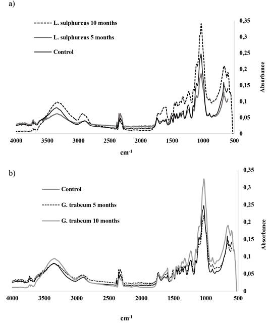 FTIR spectra for dry and wet wood by a) L. sulphureus; b) G trabeum at 5 and 10 months