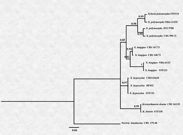 ITS phylogeny of different fungal taxa belonging to Xylariales (Ascomycota), including the sequences generated in this study marked as STF (TVU), using Bayesian inference based on the GTR+G+I model.The scale bar shows 0,06 expected changes per site. The tree was rooted to Nectria cinnabarina (CBS 279,48)