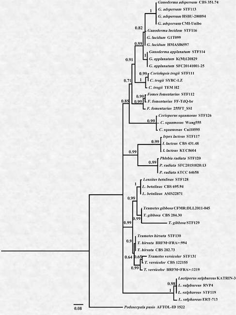 ITS phylogeny of different fungal taxa belongin to Polyporales (Basidiomycota), including the sequences generated in this study marked as STF (TVU), using Bayesian inference based on the GTR+G+I model.The scale bar shows 0,08 expected changes per site. The tree was rooted to Podoserpula pusio (AFTOL-ID 1522)
