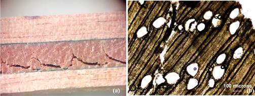 (a) Serrate profile fracture in EU wood (macroscopic image 10x) and (b) empty EU vessels with diagonal pattern from interior of plywoood (microscopic image 40x).
