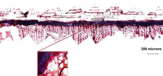 Tracheids deformation close to the bondline in PI samples.