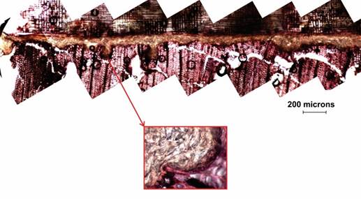 Eucalyptus bond line. Vessels filled with adhesive act as mechanical interlocking and contact area between adhesive and wood is increased.