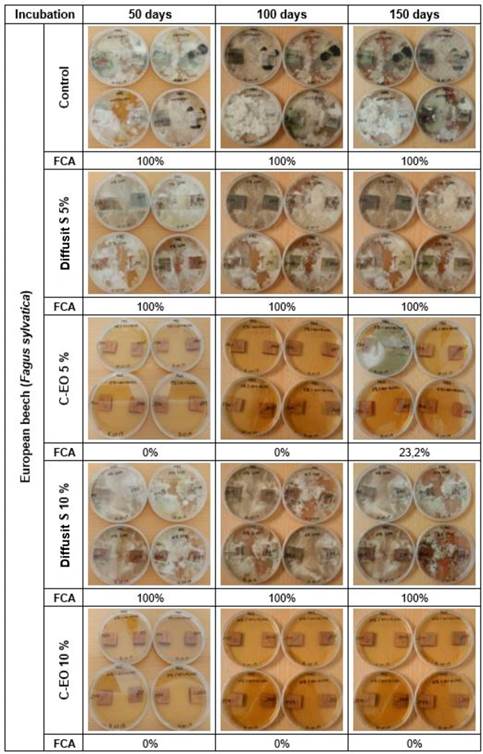 Lab test 1- European beech wood (Fagus sylvatica): influence of Diffusit S and C-EO solutions (5, 10 %) on fungal development after 50, 100 and 150 days incubation, as a result of natural/incidental infection of new sound wood in laboratory conditions; calculated fungal coverage area values (FCA, %) included.