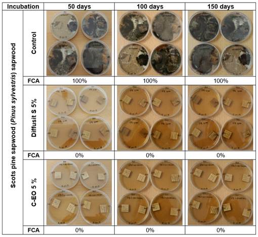 Lab test 1- Scots pine (Pinus sylvestris) sapwood: influence of Diffusit S and C-EO solutions (5 %) on fungal development after 50, 100 and 150 days incubation, as result of natural/incidental infection of new sound wood in laboratory conditions; calculated fungal coverage area values (FCA, %) included.