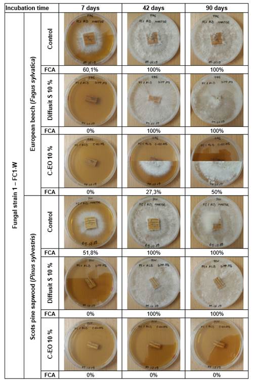 Lab test 2-Comparative efficiency of Diffusit S and C-EO solutions (10 %) in suppressing active decay of European beech and Scots pine sapwood, following controlled infection with the brown-rot fungal strain 1 (FC1-W): evolution of fungal development after 7, 42 and 90 days of incubation; fungal coverage area values (FCA, %) included; Note: combined pictures with different upper and bottom halves indicate a different behaviour of the two replicates; FCA values are averages for the two replicates.