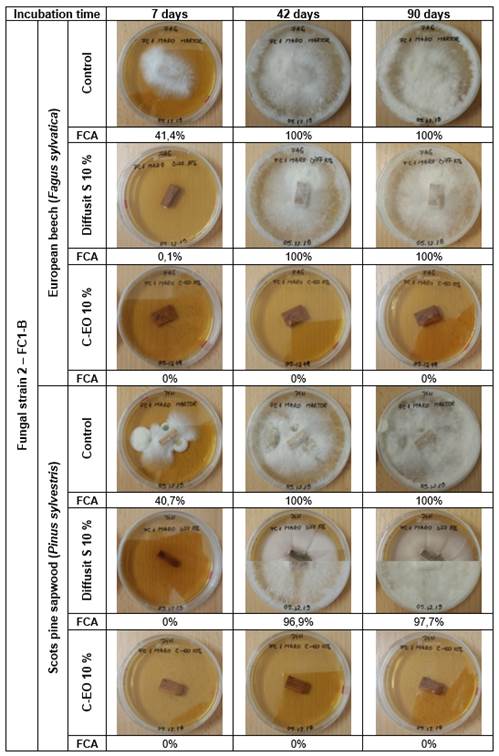 Lab test 2-Comparative efficiency of Diffusit S and C-EO solutions (10 %) in suppressing active decay of European beech and Scots pine sapwood, degraded following controlled infection with the brown-rot fungal strain 2 (FC1-B): evolution of fungal development after 7, 42 and 90 days of incubation; calculated fungal coverage area values (FCA, %) included; Note: combined pictures with different upper and bottom halves indicate a different behaviour of the two replicates; FCA values are averages for the two replicates.