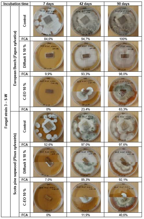 Lab test 2-Comparative efficiency of Diffusit S and C-EO solutions (10 %) in suppressing active decay of European beech and Scots pine sapwood, degraded following controlled infection with the selective white-rot fungal strain 3 (S-W): evolution of fungal development after 7, 42 and 90 days of incubation; calculated fungal coverage area values (FCA, %) included; Note: combined pictures with different upper and bottom halves indicate a different behaviour of the two replicates; FCA values are averages for the two replicates.