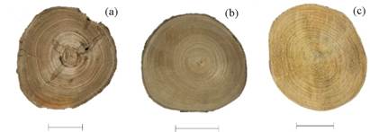 Example of discs used in this study: (a) Inga vera, (b) Machaerium paraguariense and (c) Muellera campestris. Scale bar = 50 mm.