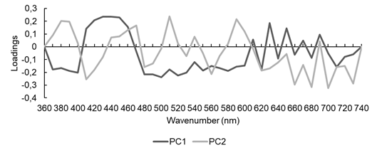 PCA loading graph with second-derivative visible spectra of Fabaceae species.