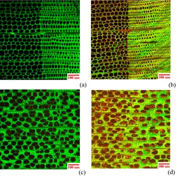 Images of (a) control southern pine and (b) treated southern pine (c) control sweetgum and (d) treated sweetgum taken by confocal laser scanning microscope in cross sections (red and green parts refer to PF resin and wood respectively).