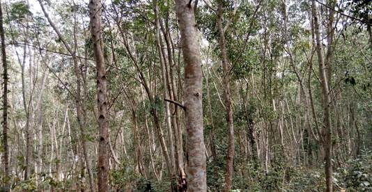 A. auriculiformis plantations of 4 years old, South-Benin.