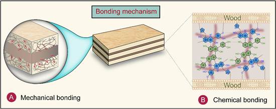 Illustrative sketch showing the bonding mechanical between TFFE adhesive and wood.