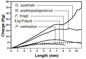 Hardness test graph of each strain, using the Janka method. Pleurotus ostreatus bio-agglomerate broke apart before finishing the end of the test. Each line represents the average load developed during penetration.
